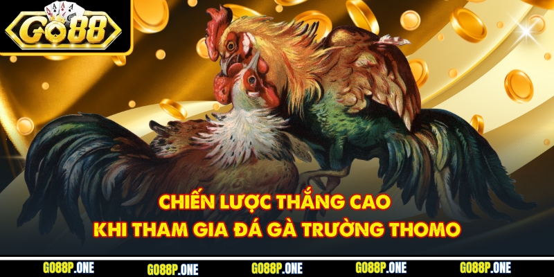 Chiến lược thắng cao khi tham gia đá gà trường Thomo