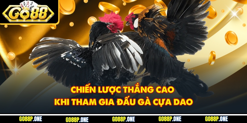 Chiến lược thắng cao khi tham gia đấu gà cựa dao