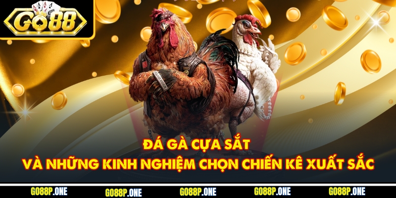 Đá Gà Cựa Sắt Và Những Kinh Nghiệm Chọn Chiến Kê Xuất Sắc