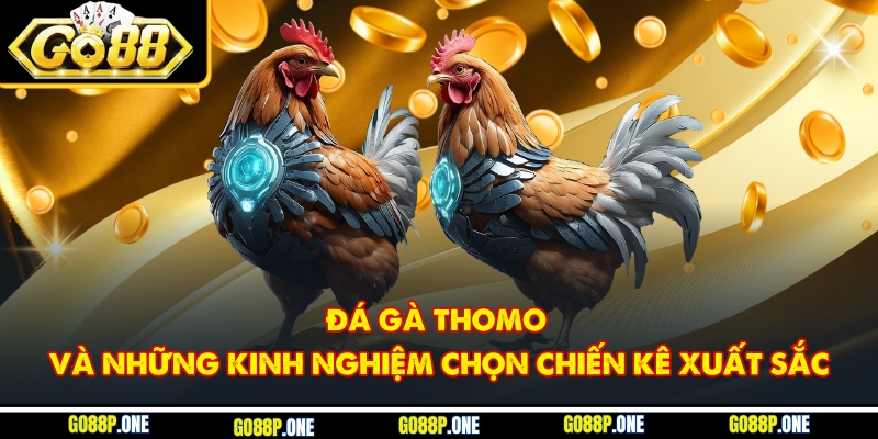 Đá Gà Thomo Và Những Kinh Nghiệm Chọn Chiến Kê Xuất Sắc