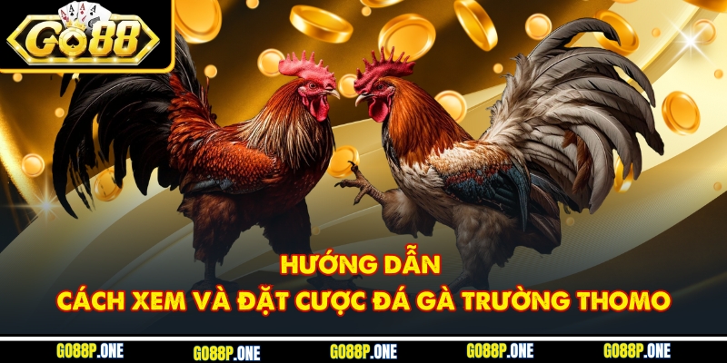 Hướng dẫn cách xem và đặt cược đá gà trường Thomo