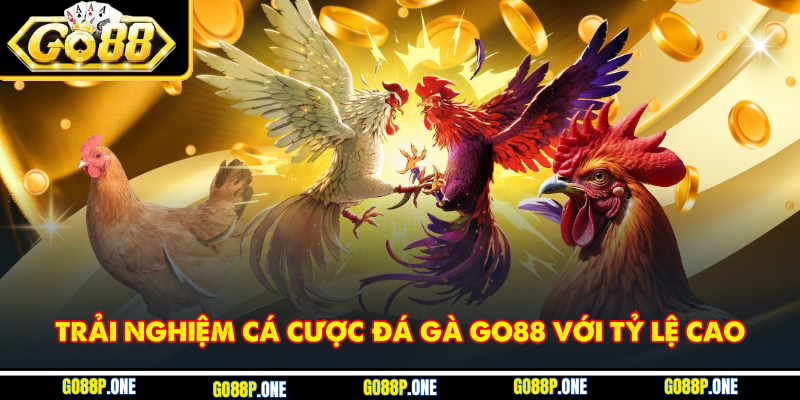 Trải nghiệm cá cược đá gà Go88 với tỷ lệ cao