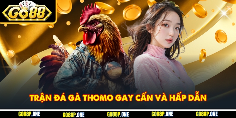 Màn đối đầu tại trường gà Thomo đầy kịch tính và lôi cuốn
