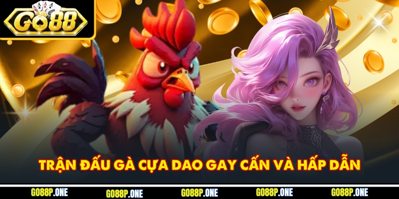 Trận đấu gà cựa dao gay cấn và hấp dẫn